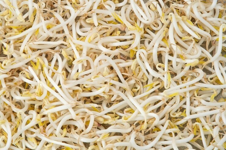 toge untuk cepat hamil, manfaat toge untuk kesuburan, sayuran penyubur kandungan, makanan penyubur sperma, sayur untuk promil, manfaat kecambah, makanan sehat program hamil